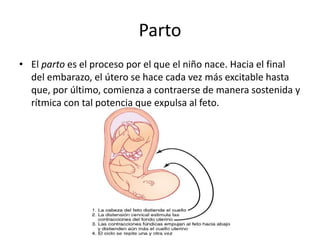 Parto 
• El parto es el proceso por el que el niño nace. Hacia el final 
del embarazo, el útero se hace cada vez más excitable hasta 
que, por último, comienza a contraerse de manera sostenida y 
rítmica con tal potencia que expulsa al feto. 
 