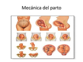 Mecánica del parto 
 