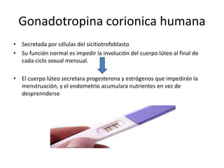 Gonadotropina corionica humana 
• Secretada por células del sicitiotrofoblasto 
• Su función normal es impedir la involución del cuerpo lúteo al final de 
cada ciclo sexual mensual. 
• El cuerpo lúteo secretara progesterona y estrógenos que impedirán la 
menstruación, y el endometrio acumulara nutrientes en vez de 
desprennderse 
 
