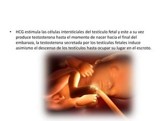 • HCG estimula las células intersticiales del testículo fetal y este a su vez 
produce testosterona hasta el momento de nacer hacia el final del 
embarazo, la testosterona secretada por los testículos fetales induce 
asimismo el descenso de los testículos hasta ocupar su lugar en el escroto. 
 