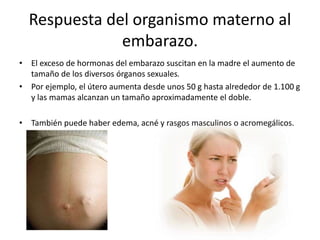 Respuesta del organismo materno al 
embarazo. 
• El exceso de hormonas del embarazo suscitan en la madre el aumento de 
tamaño de los diversos órganos sexuales. 
• Por ejemplo, el útero aumenta desde unos 50 g hasta alrededor de 1.100 g 
y las mamas alcanzan un tamaño aproximadamente el doble. 
• También puede haber edema, acné y rasgos masculinos o acromegálicos. 
 