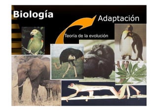 Biología                   Adaptación

           Teoría de la evolución
 