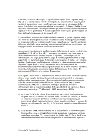 Universidad de Castilla la Mancha Comité Olímpico Español
En el método secuencial-contiguo, la organización compleja de las cargas de trabajo (A,
B y C), es la misma durante periodos prolongados. La organización es sucesiva, en el
sentido de que existe un orden cronológico muy exacto para la introducción de las
cargas de trabajo con un aumento gradual de su intensidad y de la especificidad de sus
efectos de entrenamiento. Es contigua debido a que su sucesión racional en el tiempo se
organiza de modo que la carga A induce adaptaciones morfológicas que favorecerán el
logro de los efectos deseados de las cargas B y C.
La característica distintiva del método secuencial-continuo es que las cargas de trabajo
que tienen las mismas prioridades son concentradas dentro de unos periodos limitados
de tiempo, de modo que enfatizan sus efectos de especialización, y aquellos que tienen
diferentes prioridades son separados y ordenados cronológicamente, de modo que cada
carga puede inducir transformaciones adaptativas estables.
Asimismo, es importante notar que la separación de las cargas de trabajo con diferentes
prioridades (A, B, y C en figura 2.21) no se corta bruscamente; una carga nunca se
abandona completamente antes de empezar la siguiente. Durante el proceso de
entrenamiento, una carga, por ejemplo la carga B, substituye gradualmente a la carga
precedente, por ejemplo, la carga A. También, todas las cargas de trabajo (A y B) crean
las bases funcionales y morfológicas que enfatizarán el efecto de entrenamiento en las
siguientes cargas . Estas, a su vez, favorecerán una posterior mejora de las
transformaciones adaptativas inducidas por las cargas A y B en un nivel más elevado de
intensidad. Esto garantiza un aumento gradual de la intensidad de los efectos de
entrenamiento (EE) sobre el organismo deldeportista.
En la figura 2.22 se ilustra la implementación de estas condiciones, utilizando deportes
cíclicos como ejemplo. La figura demuestra la estructura temporal de la orientación
preferencial de los entrenamientos y la conjugación de los efectos de entrenamiento
sobre los parámetros funcionales del sistema cardiovascular (SCV) y el sistema
neuromuscular(SNM), con la orientación estratégica general del proceso de
entrenamiento para el crecimiento gradual de la velocidad (V). EL significado de esta
estructura es como sigue: (Verkhoshansky 1992; Verkjoshansky 1996):
a) en el nivel de SCV, los efectos de entrenamiento son primero simultáneamente
dirigidos (fase A) al aumento del volumen de las cavidades del corazón y al fomento
de reacciones vasculares periféricas (distribución del flujo sanguíneo) y, en
consecuenia, a la elevación del volumen minuto sanguíneo mediante el aumento de
la capacidad del miocardio (fase B) y la frecuencia de las contracciones del corazón
(fase C).
b) En el nivel de SNM, simultáneamente con el crecimiento de la contractibilidad de
los músculos, existe en principio la mejora de la capacidad oxidativa de las fibras
musculares lentas (fase A) y posteriormente las rápidas (fase B), En la fase C crece
la eficiencia del sistema muscular en el régimen de la actividad cíclica específica.
 