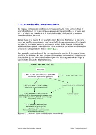 Universidad de Castilla la Mancha Comité Olímpico Español
2.3. Los contenidos de entrenamiento
La carga de entrenamiento se identifica por su magnitud, tal como hemos visto en el
apartado anterior, y por su especificidad, es decir, por sus contenidos. Es evidente que
no es lo mismo una elevada carga de entrenamiento con contenidos de orientación
anaeróbico láctica o aláctica.
Para el logro de la mejora de los resultados en un deportista de alto nivel es necesario
saber que cambios son necesarios para lograr el objetivo de entrenamiento. Por ejemplo,
en natación, esto puede obtenerse mediante un análisis de los factores limitantes del
rendimiento en la prueba correspondiente y por estudios de los mejores nadadores para
crear un modelo del nadador de élite (figura 2.23).
Los resultados no dependen solo del entrenamiento sino también de las características
genéticas del deportista. Es decir, el aprovechamiento del entrenamiento siempre estará
condicionado por las condiciones heredadas por cada nadador para adaptarse mejor a
determinados contenidos de entrenamiento.
LOS RESULTADOS EN NATACION
Dependen de
CAPACIDADES NECESARIAS DEL NADADOR
(estructurales, metabólicas, y funcionales)
CONTENIDOS DE ENTRENAMIENTO
Agrupados en niveles de entrenamiento
ESTRATEGIA DE ENTRENAMIENTO
distribución de los distintos contenidos por años, dentro
de un año por macrociclos, dentro de un macrociclo por
mesociclos y microciclos
TACTICAS DE ENTRENAMIENTO
Organización de los microciclos
Organización de las sesiones
Selección de los métodos de entrenamiento
Selección de los ejercicios
CARACTERISTICAS GENÉTICAS
Selección deportiva
Modelo del nadador de élite
LOS RESULTADOS EN NATACION
Dependen de
CAPACIDADES NECESARIAS DEL NADADOR
(estructurales, metabólicas, y funcionales)
CONTENIDOS DE ENTRENAMIENTO
Agrupados en niveles de entrenamiento
ESTRATEGIA DE ENTRENAMIENTO
distribución de los distintos contenidos por años, dentro
de un año por macrociclos, dentro de un macrociclo por
mesociclos y microciclos
TACTICAS DE ENTRENAMIENTO
Organización de los microciclos
Organización de las sesiones
Selección de los métodos de entrenamiento
Selección de los ejercicios
CARACTERISTICAS GENÉTICAS
Selección deportiva
Modelo del nadador de élite
Figura 2. 23.- Un sistema para la organización del entrenamiento
 