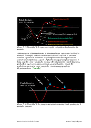 Universidad de Castilla la Mancha Comité Olímpico Español
Estado biológico
antes del estímulo
Estado biológico
antes del estímulo
Estado biológico
antes del estímulo
Entrenamiento demasiado duro
fatiga
Compensación /recuperación)
Entrenamiento demasiado duro
fatiga
Compensación /recuperación)
Entrenamiento adecuado
Supercompensación
Entrenamiento adecuado
Supercompensación
Entrenamiento demasiado fácilEntrenamiento demasiado fácil
Figura 2. 5.- Efectividad de la supercompensación en función de la efectividad del
estímulo
Sin embargo, en el entrenamiento no se emplean estímulos aislados sino sucesivos. El
momento idóneo para continuar con trasformaciones de adaptación es aplicar los
estímulos siguientes en el momento en que se produce la supercompensación del
estímulo anterior (estímulo adecuado). Aplicarlos antes podría implicar en exceso de
fatiga en el deportista y una posible causa de sobreentrenamiento. Hacerlo después de
producida la supercompensación, implicaría una estabilización o pérdida del
rendimiento por espaciar excesivamente los estímulos de entrenamiento
(desentrenamiento) (Figura 2.6)
Estado biológico
antes del estímulo
Estado biológico
antes del estímulo
adecuado
demasiadopronto
demasiadotarde
Figura 2. 6.- Efectividad de las cargas de entrenamiento en función de la aplicación de
estímulos sucesivos
 