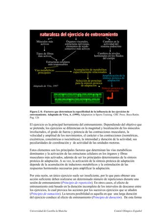 Universidad de Castilla la Mancha Comité Olímpico Español
Músculos más
activos
Órganos viscerales,
estructuras nerviosas,
elementos de tejido
conectivo más activos
Cambios en la
actividad del
sistema endocrino
Tipos de fibras
más activos
Estructuras celulares
más responsables
Vías metabólicas
principales
Acumulación de metabolitos
específicamente relacionados
Cambios de niveles
hormonales en los fluidos
del cuerpo
Amplificación de la
síntesis proteica de
adaptaciónSelección de proteínas
para la síntesis proteica
de adaptación
Síntesis proteica de
adaptación
Adaptado de Viru, 1997
Figura 2. 8.- Factores que determinan la especificidad de la influencia de los ejercicios de
entrenamiento. Adaptado de Viru, A. (1995). Adaptation in Sports Training. CRC Press. Boca Ratón.
Pag. 126
El ejercicio es la principal herramienta del entrenamiento. Dependiendo del objetivo que
se pretenda, los ejercicios se diferencian en la magnitud y localización de los músculos
involucrados, el grado de fuerza y potencia de las contracciones musculares, la
velocidad y amplitud de los movimientos, el carácter e las contracciones (isométricas,
excéntricas, concéntricas o isocinéticas), la intensidad y duración de la actividad, sus
peculiaridades de coordinación y de actividad de las unidades motoras.
Estos elementos son los principales factores que determinan las vías metabólicas
dominantes y la activación de las estructuras celulares en los órganos y fibras
musculares más activados, además de ser los principales determinantes de la síntesis
proteica de adaptación. A su vez, la activación de la síntesis proteica de adaptación
depende de la acumulación de inductores metabólicos y la estimulación de las
respuestas hormonales necesarias para amplificar la adaptación.
Por esta razón, un único ejercicio suele ser insuficiente, por lo que para obtener una
acción suficiente deben realizarse un determinado número de repeticiones durante una
sesión de entrenamiento (Principio de repetición). En otros casos, el efecto de
entrenamiento está basado en la duración incompleta de los intervalos de descanso entre
los ejercicios, lo cual provoca las acciones por los sucesivos ejercicios que se añaden
(Principio de sumación). La tercera posibilidad es aquella en que una larga duración
del ejercicio conduce al efecto de entrenamiento (Principio de duración). De esta forma
 