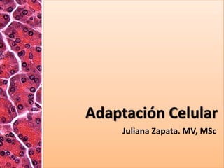 Adaptación Celular
Juliana Zapata. MV, MSc
 