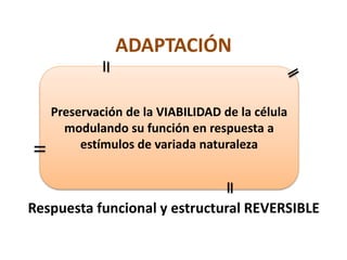 ADAPTACIÓN
Respuesta funcional y estructural REVERSIBLE
Preservación de la VIABILIDAD de la célula
modulando su función en respuesta a
estímulos de variada naturaleza
 