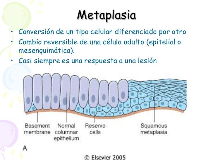 Adaptacion celular