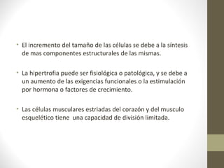 • El incremento del tamaño de las células se debe a la síntesis
  de mas componentes estructurales de las mismas.

• La hipertrofia puede ser fisiológica o patológica, y se debe a
  un aumento de las exigencias funcionales o la estimulación
  por hormona o factores de crecimiento.

• Las células musculares estriadas del corazón y del musculo
  esquelético tiene una capacidad de división limitada.
 