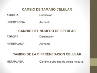 CAMBIO DE TAMAÑO CELULAR
ATROFIA           Reducción

HIPERTROFIA       Aumento


       CAMBIO DEL NUMERO DE CELULAS
ATROFIA           Disminución

HIPERPLASIA       Aumento


   CAMBIO DE LA DIFERENCIACION CELULAR

METAPLASIA        Cambio a otro tipo de célula madura.
 