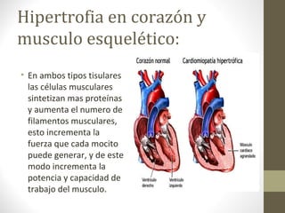 Hipertrofia en corazón y
musculo esquelético:
• En ambos tipos tisulares
las células musculares
sintetizan mas proteínas
y aumenta el numero de
filamentos musculares,
esto incrementa la
fuerza que cada mocito
puede generar, y de este
modo incrementa la
potencia y capacidad de
trabajo del musculo.
 