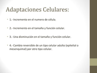 Adaptaciones Celulares:
• 1.- Incremento en el numero de célula.
• 2.- Incremento en el tamaño y función celular.
• 3.- Una disminución en el tamaño y función celular.
• 4.- Cambio reversible de un tipo celular adulto (epitelial o
mesenquimal) por otro tipo celular.
 