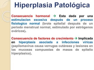 Consecuencia hormonal  Esta dada por una
estimulacion excesiva después de un proceso
fisiologico normal (brote epitelial después de un
periodo menstrual normal, estimulado por estrógenos
ováricos).
Consecuencia de factores de crecimiento  Implicada
en hiperplasia asociada a infecciones víricas
(papilomavirus causa verrugas cutáneas y lesiones en
las mucosas compuestas de masas de epitelio
hiperplasico).
 