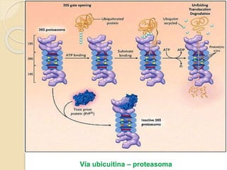 Vía ubicuitina – proteasoma
 