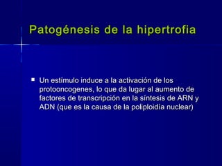 Patogénesis de la hipertrofiaPatogénesis de la hipertrofia
 Un estímulo induce a la activación de losUn estímulo induce a la activación de los
protooncogenes, lo que da lugar al aumento deprotooncogenes, lo que da lugar al aumento de
factores de transcripción en la síntesis de ARN yfactores de transcripción en la síntesis de ARN y
ADN (que es la causa de la poliploidía nuclear)ADN (que es la causa de la poliploidía nuclear)
 