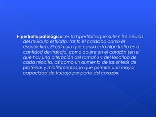 Hipertrofia patológica: es la hipertrofia que sufren las células
del músculo estriado, tanto el cardíaco como el
esquelético. El estímulo que causa esta hipertrofia es la
cantidad de trabajo, como ocurre en el corazón (en el
que hay una alteración del tamaño y del fenotipo de
cada miocito, así como un aumento de las síntesis de
proteínas y miofilamentos, lo que permite una mayor
capacidad de trabajo por parte del corazón.
 