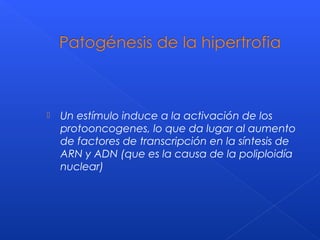  Un estímulo induce a la activación de los
protooncogenes, lo que da lugar al aumento
de factores de transcripción en la síntesis de
ARN y ADN (que es la causa de la poliploidía
nuclear)
 