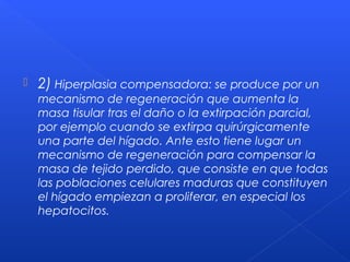  2) Hiperplasia compensadora: se produce por un
mecanismo de regeneración que aumenta la
masa tisular tras el daño o la extirpación parcial,
por ejemplo cuando se extirpa quirúrgicamente
una parte del hígado. Ante esto tiene lugar un
mecanismo de regeneración para compensar la
masa de tejido perdido, que consiste en que todas
las poblaciones celulares maduras que constituyen
el hígado empiezan a proliferar, en especial los
hepatocitos.
 
