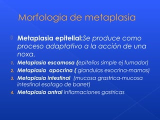  Metaplasia epitelial:Se produce como
proceso adaptativo a la acción de una
noxa.
1. Metaplasia escamosa (epitelios simple ej fumador)
2. Metaplasia apocrina ( glandulas exocrina-mamas)
3. Metaplasia intestinal (mucosa grastrica-mucosa
intestinal esofago de barret)
4. Metaplasia antral inflamaciones gastricas
 