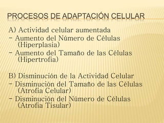 PROCESOS DE ADAPTACIÓN CELULAR
A) Actividad celular aumentada
- Aumento del Número de Células
(Hiperplasia)
- Aumento del Tamaño de las Células
(Hipertrofia)
B) Disminución de la Actividad Celular
- Disminución del Tamaño de las Células
(Atrofia Celular)
- Disminución del Número de Células
(Atrofia Tisular)
 