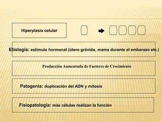 Etiología: estímulo hormonal (útero grávido, mama durante el embarazo etc.)
Patogenia: duplicación del ADN y mitosis
Fisiopatología: más células realizan la función
Hiperplasia celular
Producción Aumentada de Factores de Crecimiento
 