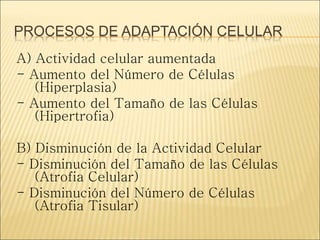 PROCESOS DE ADAPTACIÓN CELULAR
A) Actividad celular aumentada
- Aumento del Número de Células
(Hiperplasia)
- Aumento del Tamaño de las Células
(Hipertrofia)
B) Disminución de la Actividad Celular
- Disminución del Tamaño de las Células
(Atrofia Celular)
- Disminución del Número de Células
(Atrofia Tisular)
 