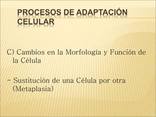 PROCESOS DE ADAPTACIÓN
CELULAR
C) Cambios en la Morfología y Función de
la Célula
- Sustitución de una Célula por otra
(Metaplasia)
 
