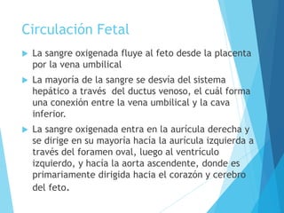 Circulación Fetal
 La sangre oxigenada fluye al feto desde la placenta
por la vena umbilical
 La mayoría de la sangre se desvía del sistema
hepático a través del ductus venoso, el cuál forma
una conexión entre la vena umbilical y la cava
inferior.
 La sangre oxigenada entra en la aurícula derecha y
se dirige en su mayoría hacía la aurícula izquierda a
través del foramen oval, luego al ventrículo
izquierdo, y hacía la aorta ascendente, donde es
primariamente dirigida hacia el corazón y cerebro
del feto.
 