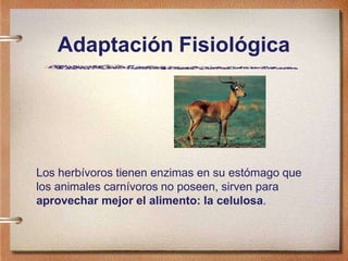 Adaptación Fisiológica
Los herbívoros tienen enzimas en su estómago que
los animales carnívoros no poseen, sirven para
aprovechar mejor el alimento: la celulosa.
 