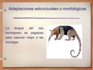 Adaptaciones estructurales o morfológicas
La lengua
hormiguero es
del oso
pegajosa
para capturar mejor a las
hormigas
 