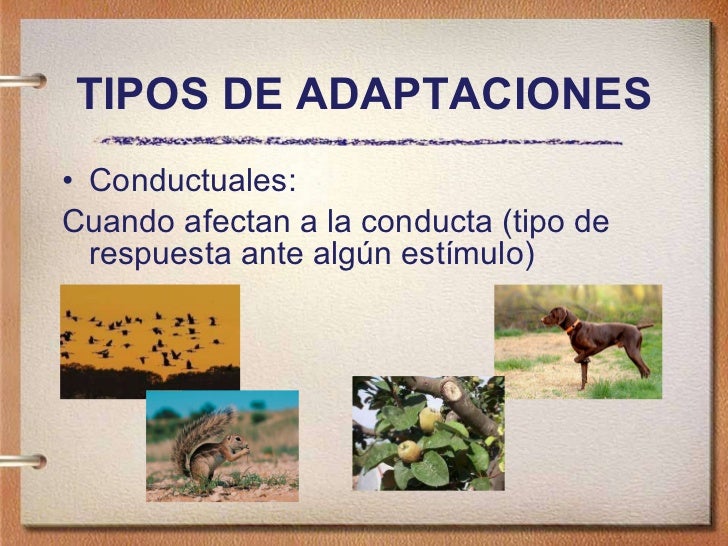 Adaptaciones