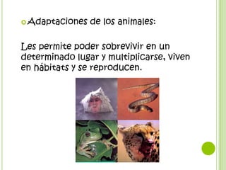  Adaptaciones   de los animales:

Les permite poder sobrevivir en un
determinado lugar y multiplicarse, viven
en hábitats y se reproducen.
 