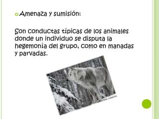  Amenaza   y sumisión:

Son conductas típicas de los animales
donde un individuo se disputa la
hegemonía del grupo, como en manadas
y parvadas.
 