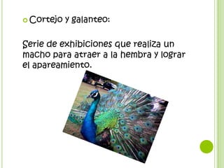  Cortejo   y galanteo:

Serie de exhibiciones que realiza un
macho para atraer a la hembra y lograr
el apareamiento.
 