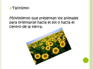  Tactismo:



Movimiento que presentan los animales
para orientarse hacia el sol o hacia el
centro de la tierra.
 