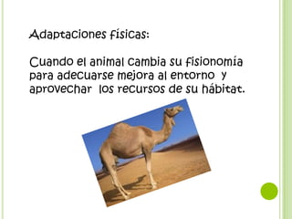 Adaptaciones físicas:

Cuando el animal cambia su fisionomía
para adecuarse mejora al entorno y
aprovechar los recursos de su hábitat.
 