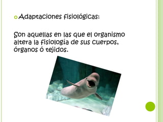  Adaptaciones   fisiológicas:

Son aquellas en las que el organismo
altera la fisiología de sus cuerpos,
órganos ó tejidos.
 