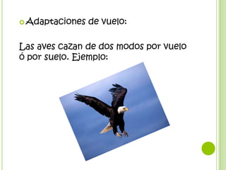  Adaptaciones   de vuelo:

Las aves cazan de dos modos por vuelo
ó por suelo. Ejemplo:
 