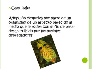  Camuflaje:



Adopción evolutiva por parte de un
organismo de un aspecto parecido al
medio que le rodea con el fin de pasar
desapercibido por los posibles
depredadores.
 