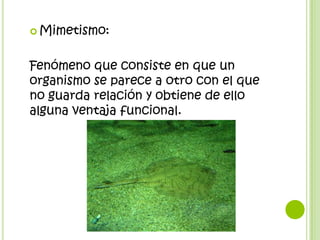  Mimetismo:



Fenómeno que consiste en que un
organismo se parece a otro con el que
no guarda relación y obtiene de ello
alguna ventaja funcional.
 