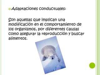  Adaptaciones   conductuales:

Son aquellas que implican una
modificación en el comportamiento de
los organismos, por diferentes causas
como asegurar la reproducción y buscar
alimentos.
 