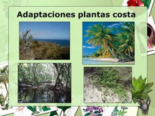 Adaptaciones plantas costa
 