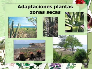 Adaptaciones plantas
    zonas secas
 