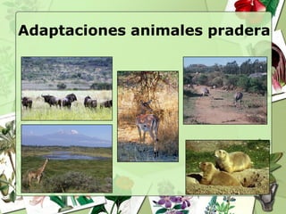 Adaptaciones animales pradera
 