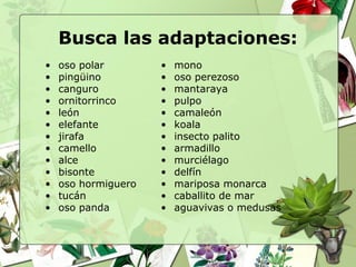 Busca las adaptaciones:
•   oso polar        •   mono
•   pingüino         •   oso perezoso
•   canguro          •   mantaraya
•   ornitorrinco     •   pulpo
•   león             •   camaleón
•   elefante         •   koala
•   jirafa           •   insecto palito
•   camello          •   armadillo
•   alce             •   murciélago
•   bisonte          •   delfín
•   oso hormiguero   •   mariposa monarca
•   tucán            •   caballito de mar
•   oso panda        •   aguavivas o medusas
 