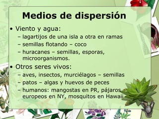 Medios de dispersión
• Viento y agua:
  – lagartijos de una isla a otra en ramas
  – semillas flotando – coco
  – huracanes – semillas, esporas,
    microorganismos.
• Otros seres vivos:
  – aves, insectos, murciélagos – semillas
  – patos – algas y huevos de peces
  – humanos: mangostas en PR, pájaros
    europeos en NY, mosquitos en Hawaii
 