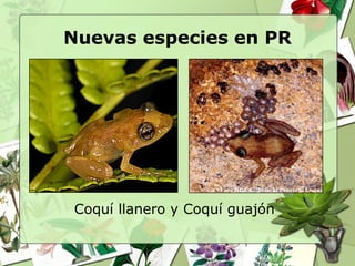 Nuevas especies en PR




Coquí llanero y Coquí guajón
 