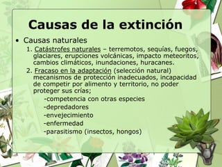 Causas de la extinción
• Causas naturales
  1. Catástrofes naturales – terremotos, sequías, fuegos,
    glaciares, erupciones volcánicas, impacto meteoritos,
    cambios climáticos, inundaciones, huracanes.
  2. Fracaso en la adaptación (selección natural)
    mecanismos de protección inadecuados, incapacidad
    de competir por alimento y territorio, no poder
    proteger sus crías;
        -competencia con otras especies
        -depredadores
        -envejecimiento
        -enfermedad
        -parasitismo (insectos, hongos)
 