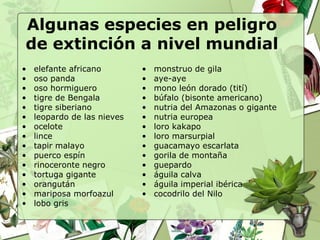 Algunas especies en peligro
de extinción a nivel mundial
•   elefante africano        •   monstruo de gila
•   oso panda                •   aye-aye
•   oso hormiguero           •   mono león dorado (tití)
•   tigre de Bengala         •   búfalo (bisonte americano)
•   tigre siberiano          •   nutria del Amazonas o gigante
•   leopardo de las nieves   •   nutria europea
•   ocelote                  •   loro kakapo
•   lince                    •   loro marsurpial
•   tapir malayo             •   guacamayo escarlata
•   puerco espín             •   gorila de montaña
•   rinoceronte negro        •   guepardo
•   tortuga gigante          •   águila calva
•   orangután                •   águila imperial ibérica
•   mariposa morfoazul       •   cocodrilo del Nilo
•   lobo gris
 
